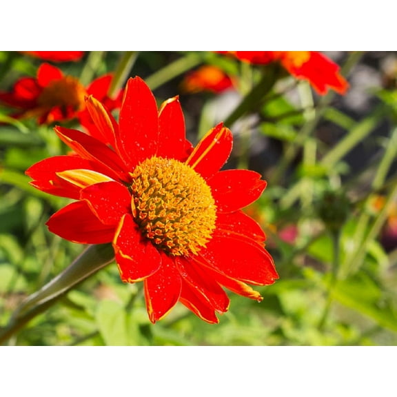 Mexican Sunflower Seeds | 75 Seeds | Attract Butterflies and Hummingbirds