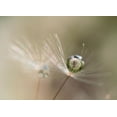 thumbnail image 2 of Kulik, Bertrand 32x24 Gold Ornate Wood Framed with Double Matting Museum Art Print Titled - Star of dandelion, 2 of 4