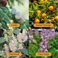 thumbnail image 6 of Sacral Chakra Essential Oil Blend – 4 fl.oz | Relaxcation – Creativity & Passion, 6 of 10