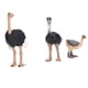 thumbnail image 5 of Figuras de animales, juguete de avestruz, animales de plástico pintados a mano, pájaros de juguete para niños, artesanía superior, 5 of 8