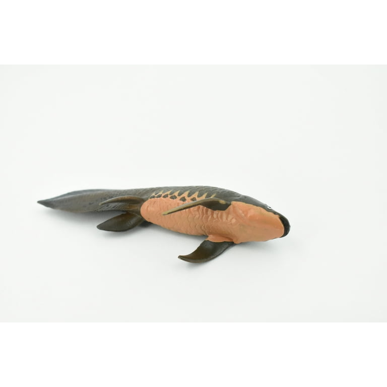 Fish, Arapaima gigas, Piraucu, Amazon, Rubber Fish, Hand Painted