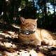 thumbnail image 4 of Gps Cat Collar Cats Tracker No Hay Tarifa Mensual, Cat Gps Tracker Localizador Electrónico Impermeable Collar Inteligente de Seguridad Avanzada para Mascotas Grandes Y Pequeñas, 4 of 6
