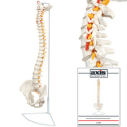 Axis Scientific Spine Model, 34" Life Size Spinal Cord Model With Vertebrae, Nerves, Arteries, Lumbar Column, and Male Pelvis, Includes Stand, Detailed Product Manual and Worry Free 3 Year Warranty