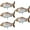 Grey, variant on Realistic Inflatable Fish Balloons 5pcs, Sea Animal Decor for Fishing Theme Birthday Party Supplies