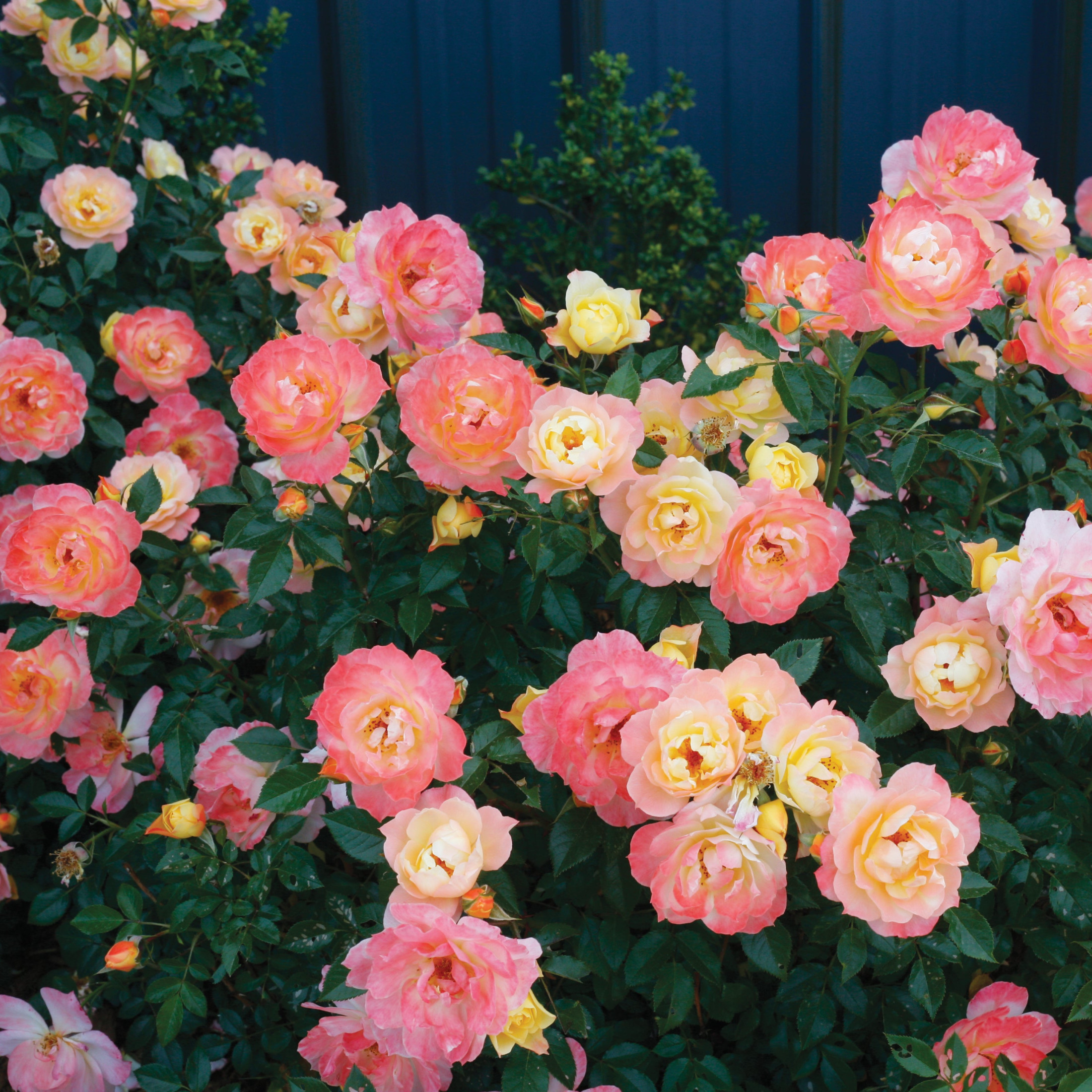 Proven Winners ColorChoice 5" Multicolor Oso Easy Italian Ice Rose Live Plant in 4.5" Pot (4 Count)