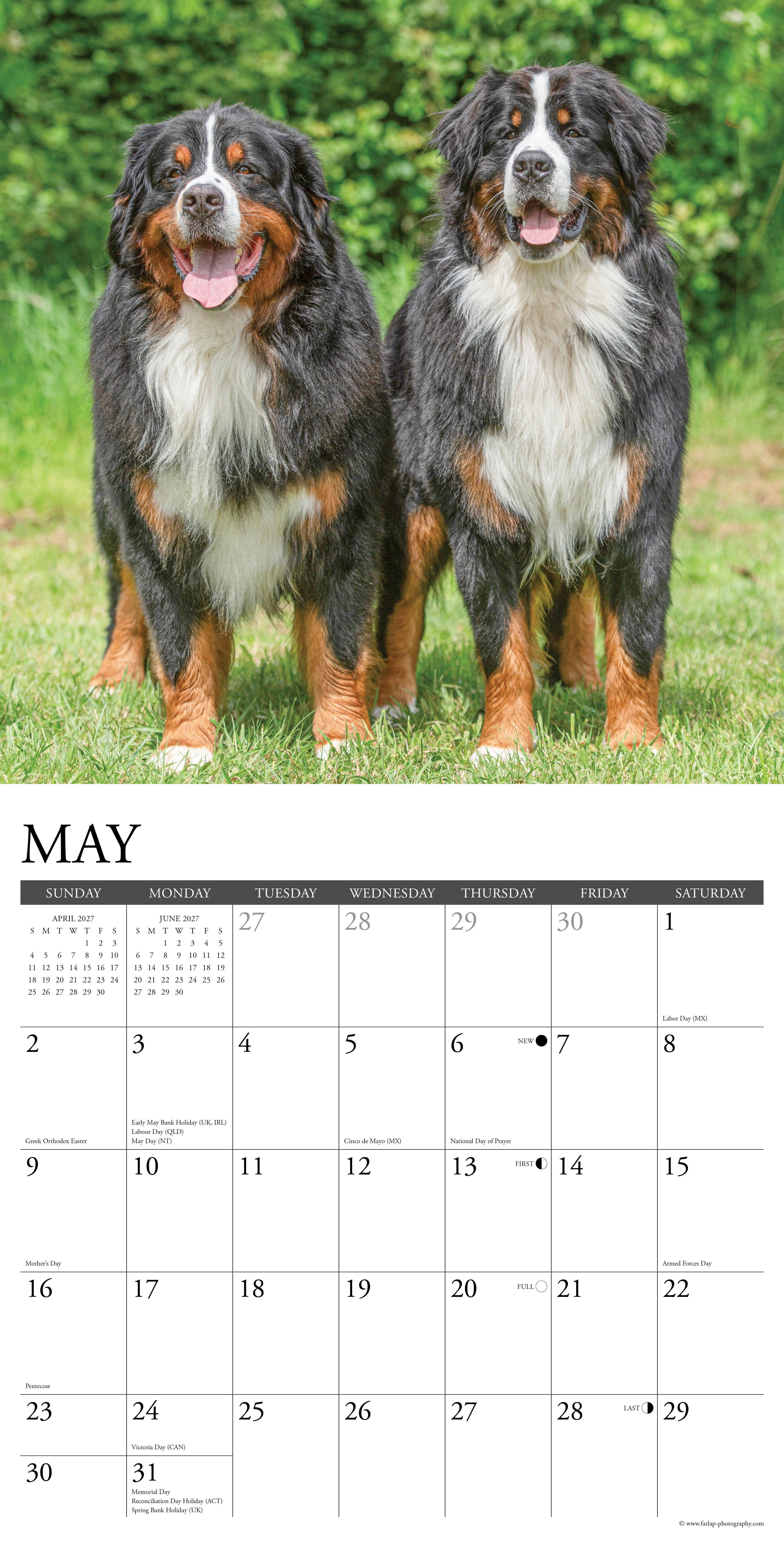 Willow Creek Press, Bernese Mountain Dogs 2027 Wall Calendar