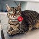thumbnail image 5 of Collares para gatos JVGPET Breakaway Flower, strass, terciopelo, 5 of 7
