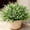 White, variant on 20PCS Artificial Plants Fake Flowers Monkey Grass for Outdoors,UV Resistant Realistic Purple Faux Greenery Shrubs Outside Decor for Home Garland Porch Patio Balcony Planter Yard Office Pathway