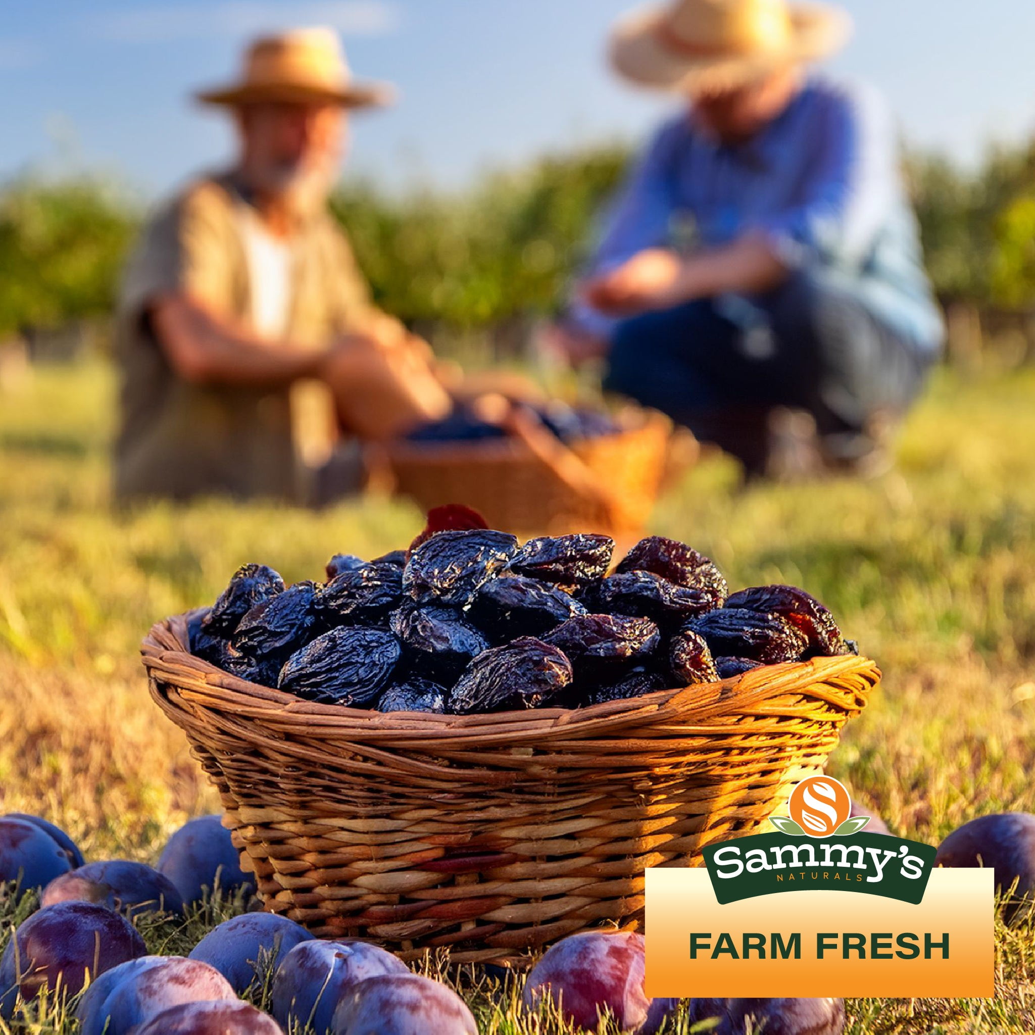 Sammys Naturals Pitted Dried Prunes (Dried Plums), No Sugar Added, Non-GMO Kosher (32oz - 2 lbs)