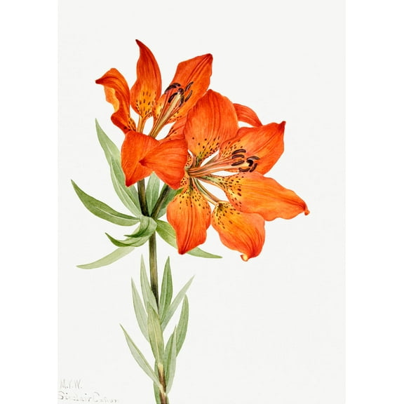 Botanical Plant Illustration - Red Lily (Lilium montanum) by Mary Vaux Walcott - 12" x 18" Art Print Wall Decor
