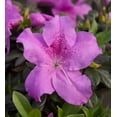thumbnail image 3 of Encore Azalea Autumn Lilac (1 Gallon) Purple Flowering Shrub - Full Sun Live Outdoor Plant, 3 of 11