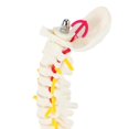 thumbnail image 5 of 45cm Flexible 1:1 Adulte Modèle de Colonne Lombaire Pliable Modèle de Squelette Humain avec Disque Spinal Modèle de Bassin, 5 of 5