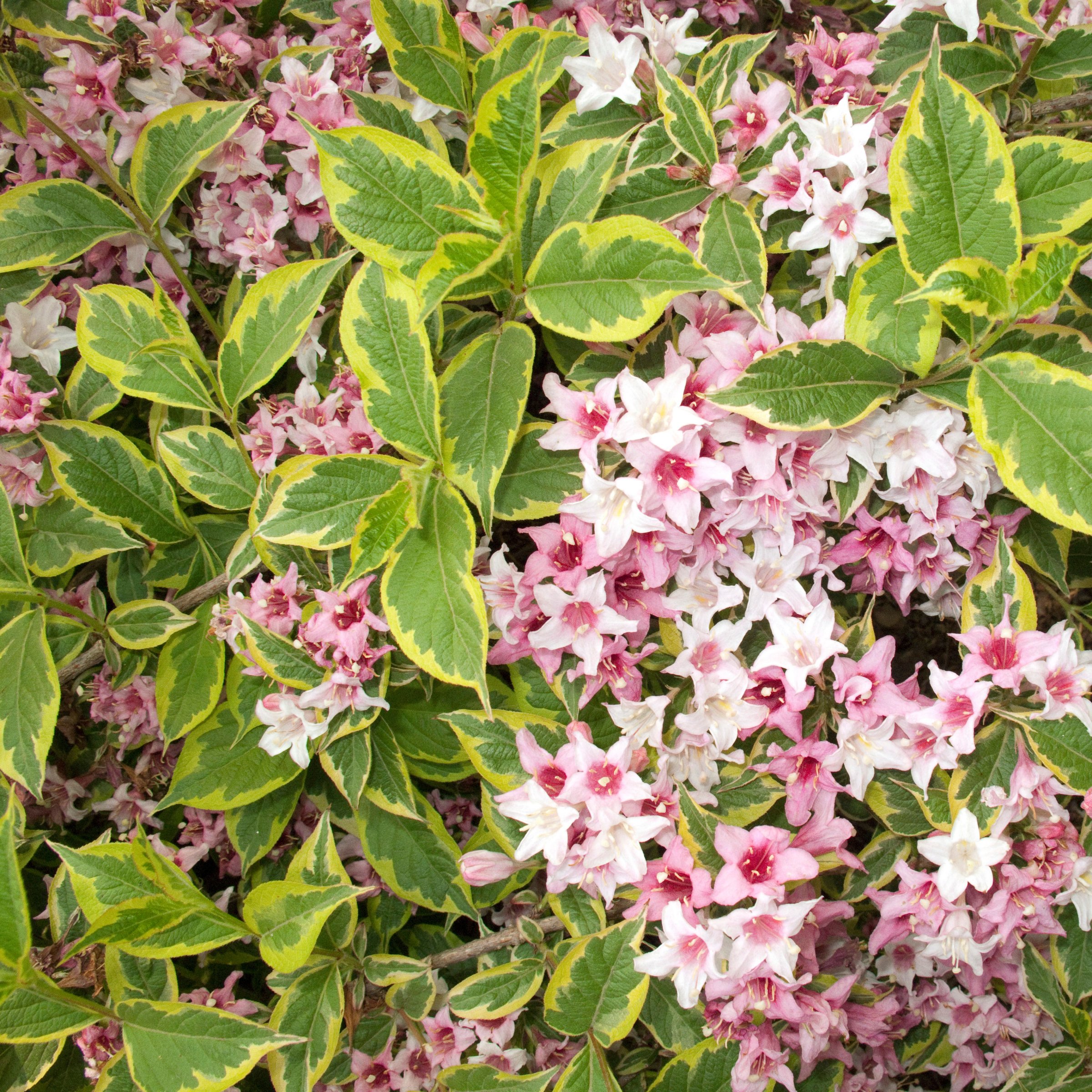 National Plant Network 4 in. Variegated Weigela Shrub (3-Pack)