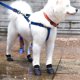 thumbnail image 3 of Botas De Lluvia Para Mascotas Negro L Jormftte 220516-2, 3 of 7