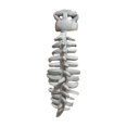 thumbnail image 2 of 116Cm Dinosaur Skeleton Head Plush Toy, Cute And Adorable Design With Soft Plush Fabric, Full Filling, And Intricate Embroidery, Perfect Birthday And Graduation Gifts For Friends, 2 of 6