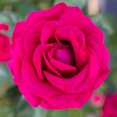 thumbnail image 2 of Heirloom Roses Sweet Spirit Grandiflora Rose Live Plants, 2 of 3