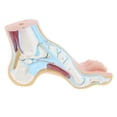 thumbnail image 3 of Modelo de Piezaza Zulema Modelo de Tobillo con Ligamentos Material de PVC Longitud 23 Cm 12 Cm, 3 of 8
