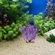 thumbnail image 4 of BRIGHTFUFU Planta Ornamental Artificial Para De Peces Morada Para Ambiente Acuático, 4 of 7
