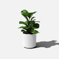 thumbnail image 4 of Sunside by Veradek 12" Ripple White Planter, 4 of 4