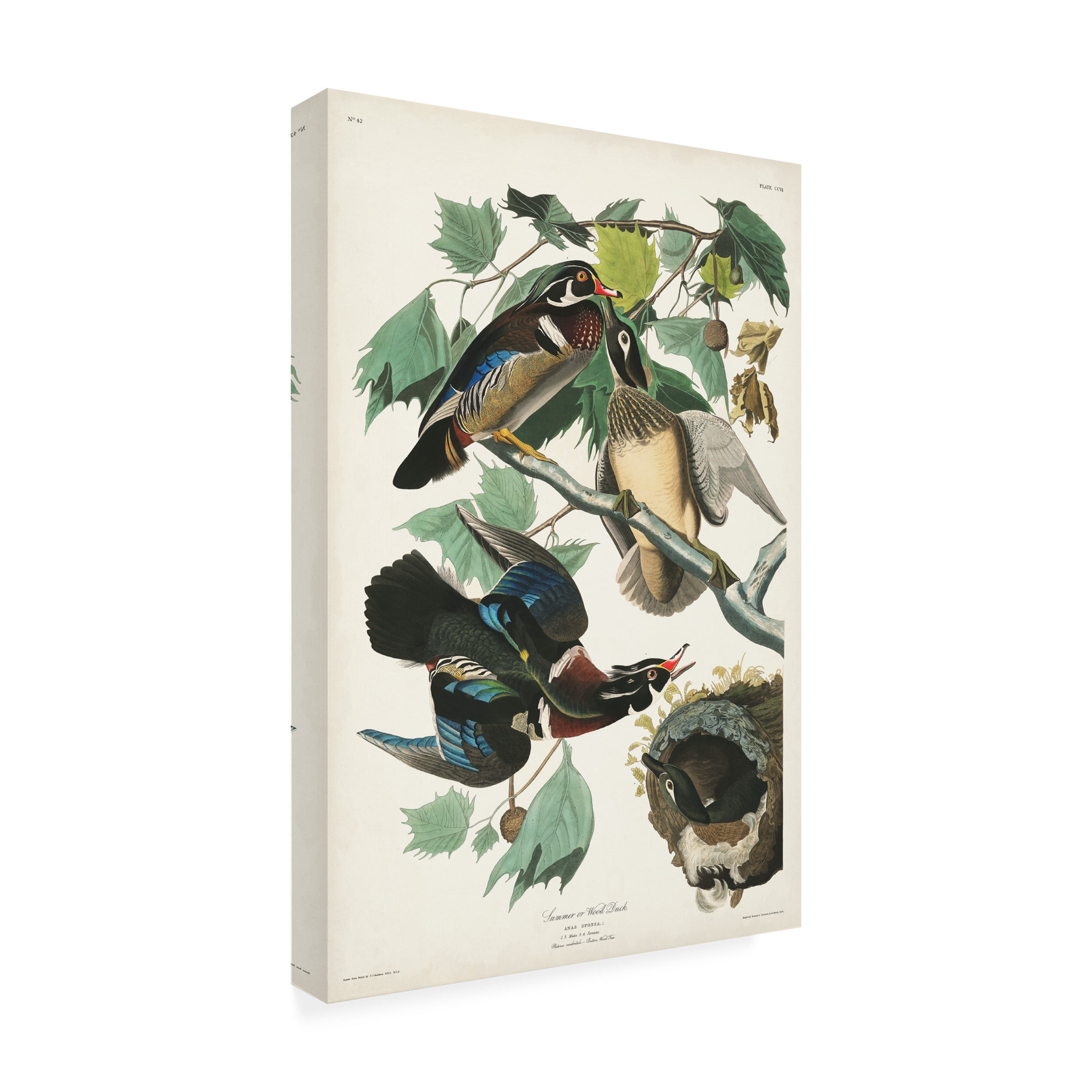 John James Audubon 'Wood Duck' Canvas Art