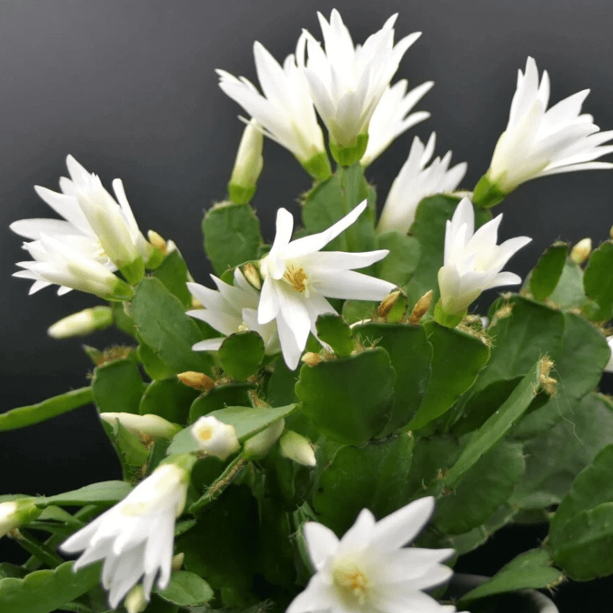 White Easter Cactus Plant Live for Planting, Easter Cactus Flower Plant for Indoor Outdoor 4 to 6 Inch Tall