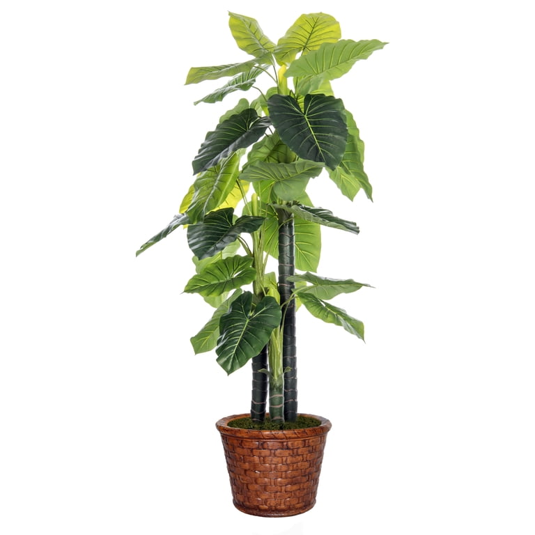 tall money tree plant Money Tree Plant | Tropical Indoor Plants & Houseplants for Delivery main image 0