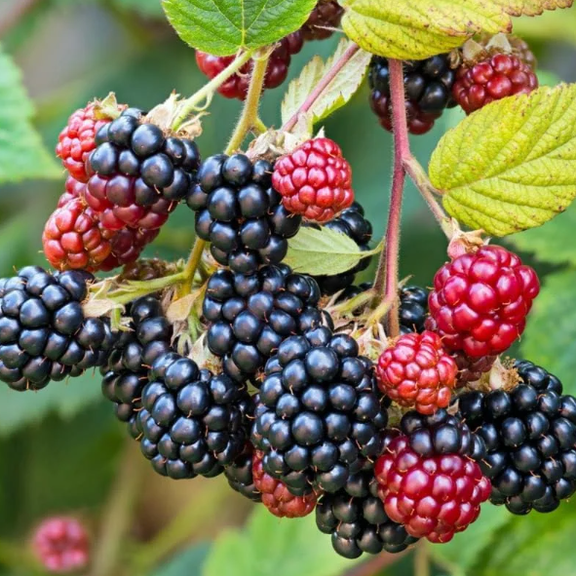 Set of 2 Osage Blackberry Live Plants 4-6 Inch Tall, Sweet Edible Berry Bushes for Gardens