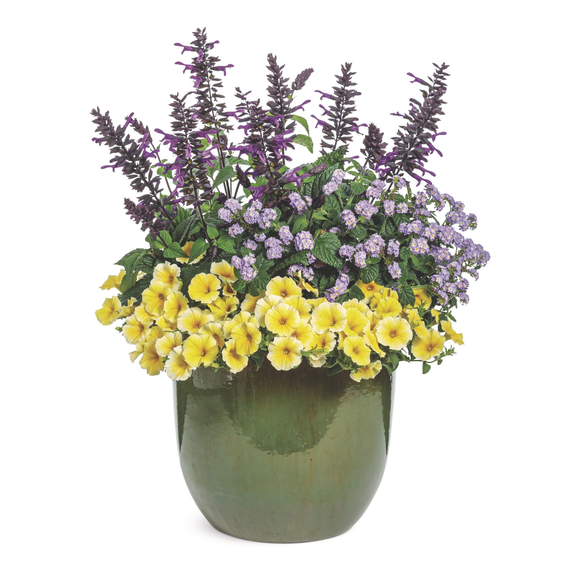 Proven Winners 4" Yellow Supertunia Saffron Finch Petunia Live Plant in 4.25" Pot (4 Count)