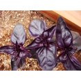 thumbnail image 4 of GSDWIUEW Seeds Herb Indoor Basil Purple Opal Heirloom, 4 of 8