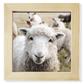 thumbnail image 1 of m Sheep Animal Picture Square Picture Frame Wall Tabletop Display, 1 of 3