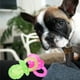 thumbnail image 4 of 2 mordedores para mascotas, juguetes interactivos de colores para la dentición de perros., 4 of 7