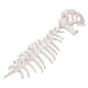 thumbnail image 5 of Disfraz de esqueleto de dinosaurio 3D para Halloween, ideal para representaciones teatrales y juegos de simulación realistas. Blanco, 5 of 9