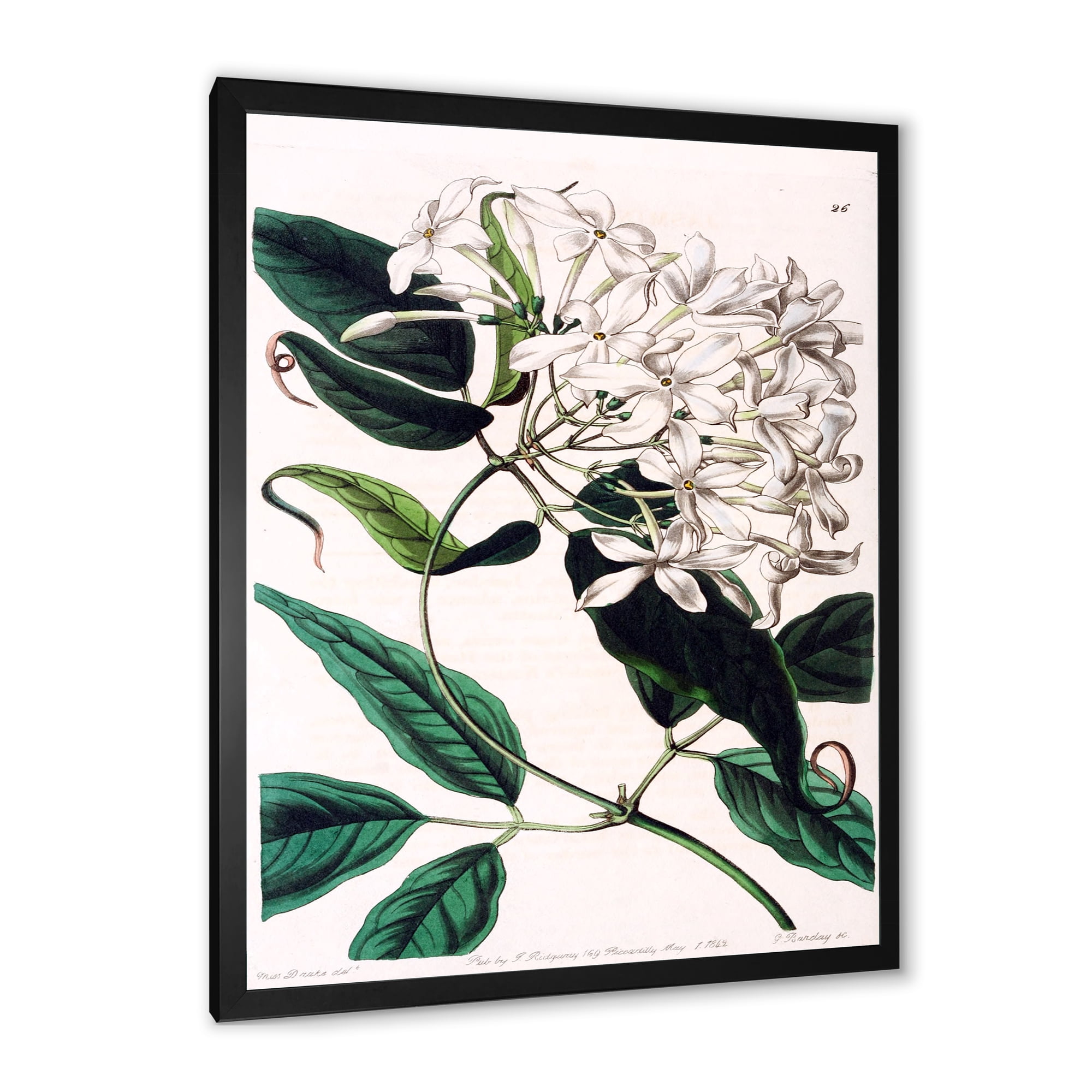 Designart 'Ancient Plant Life XXIV' Traditional Framed Art Print