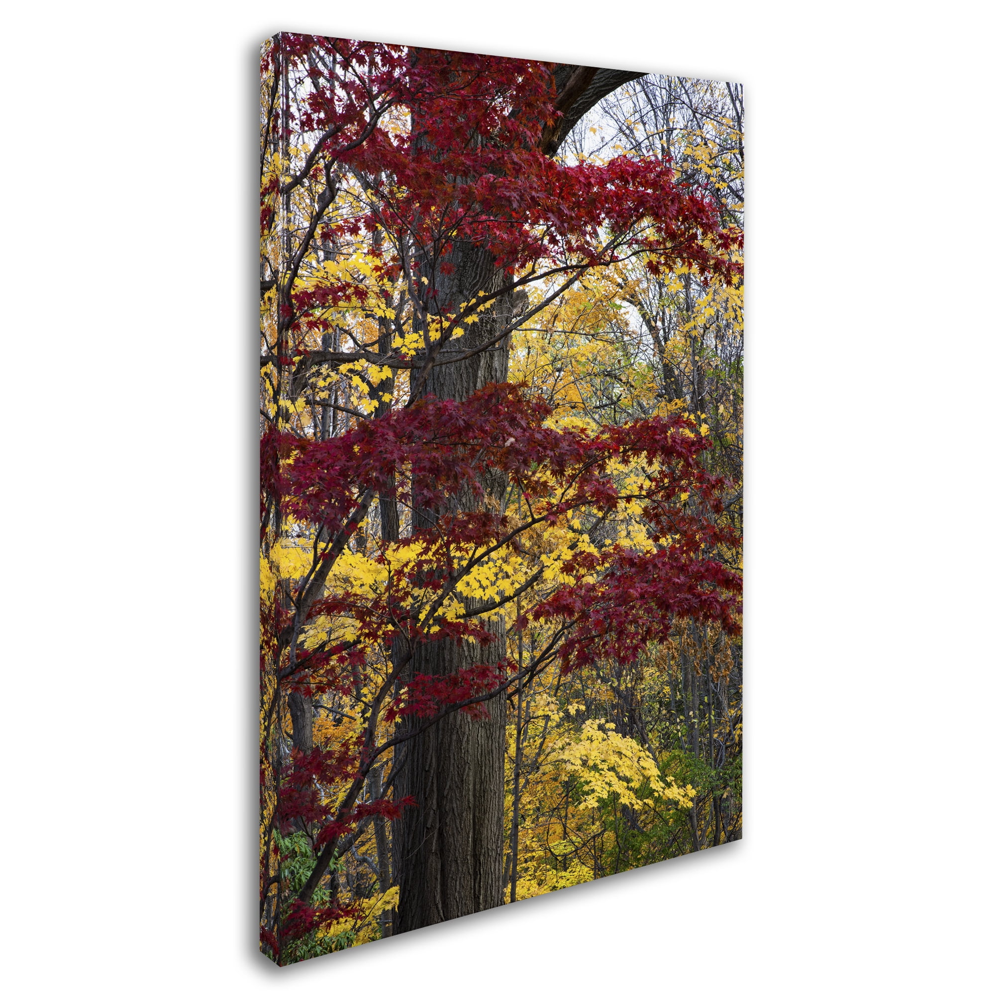 Trademark Fine Art "Reds and Golds of Autumn" Canvas Art by Kurt Shaffer