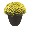 thumbnail image 2 of The HC Companies 22 Inch Mojave Round Indoor Outdoor Flower Planter, Chocolate, 2 of 3