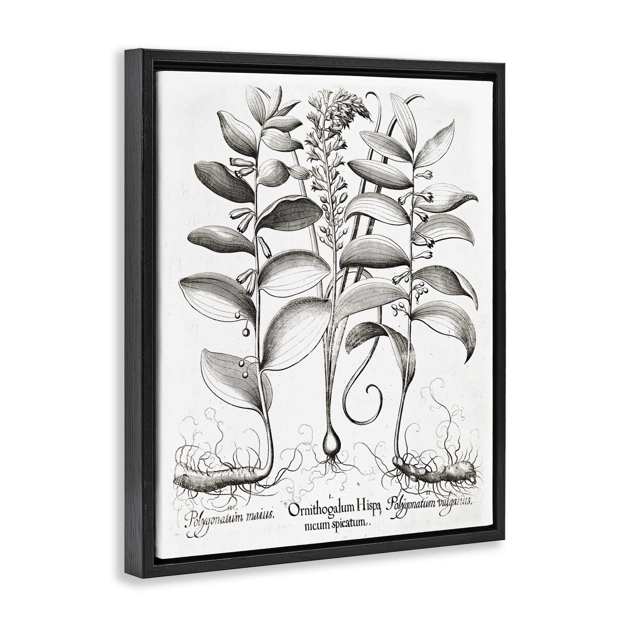 Vintage Botanical Root Study Black Framed Floater Canvas Wall Art, design by Lettered and Lined