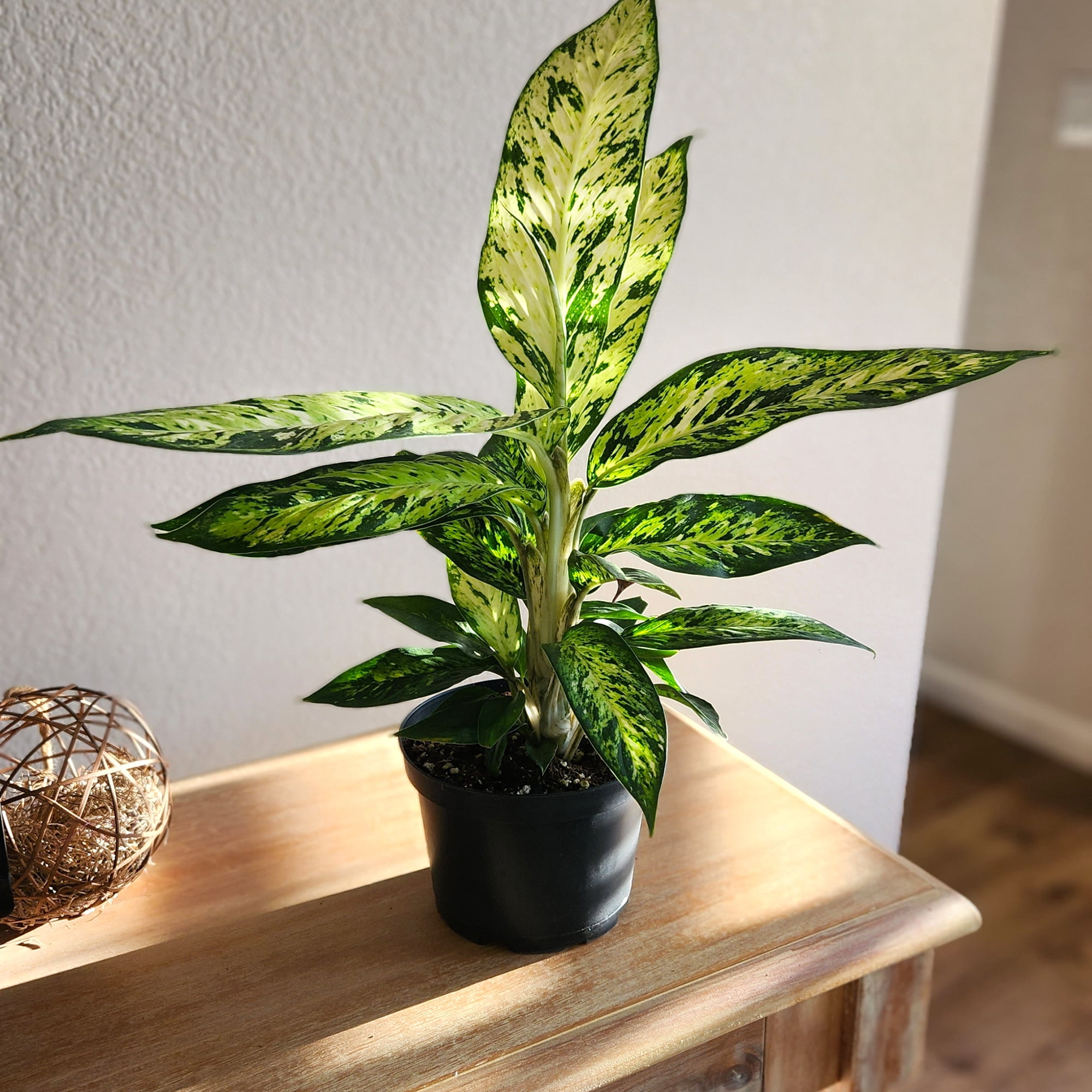 Expert Gardener Star Bright Dumb Cane, 6in. Houseplant Pot, Easy Care Live Plant, Indirect Sun