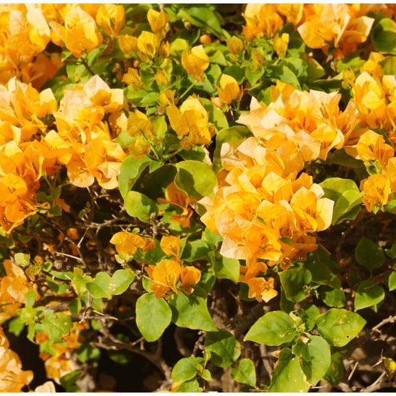 Yellow Bougainvillea Plant Live, Trailing Flowering Vine, 4-7” Tall, Well-Rooted Bougainvillea Tree for Outdoor Garden or Patio