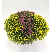 Expert Gardener Mum Plant Bronze / Orange - 3.5 Gallon