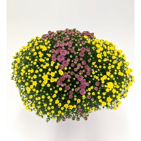 Expert Gardener Mum Plant Bronze / Orange - 3.5 Gallon