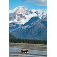 thumbnail image 2 of Sienda, Jolly 13x18 Black Ornate Wood Framed with Double Matting Museum Art Print Titled - Lake Clark National Park and Preserve-Cook Inlet-Kenai Peninsula-Alaska-brown bear, 2 of 4