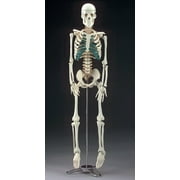 Mr. Thrifty Skeleton, an anatomically accurate skeleton done in plastic
