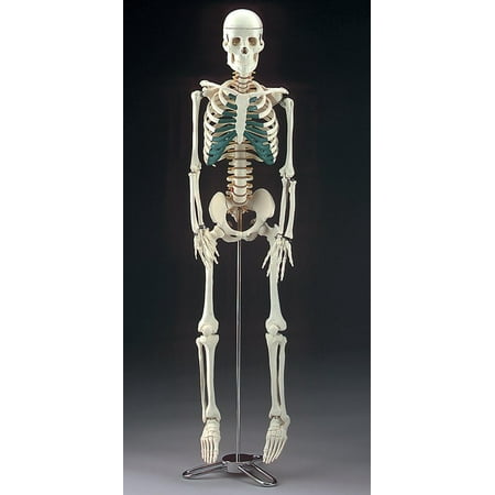 Mr. Thrifty Skeleton, an anatomically accurate skeleton done in plastic