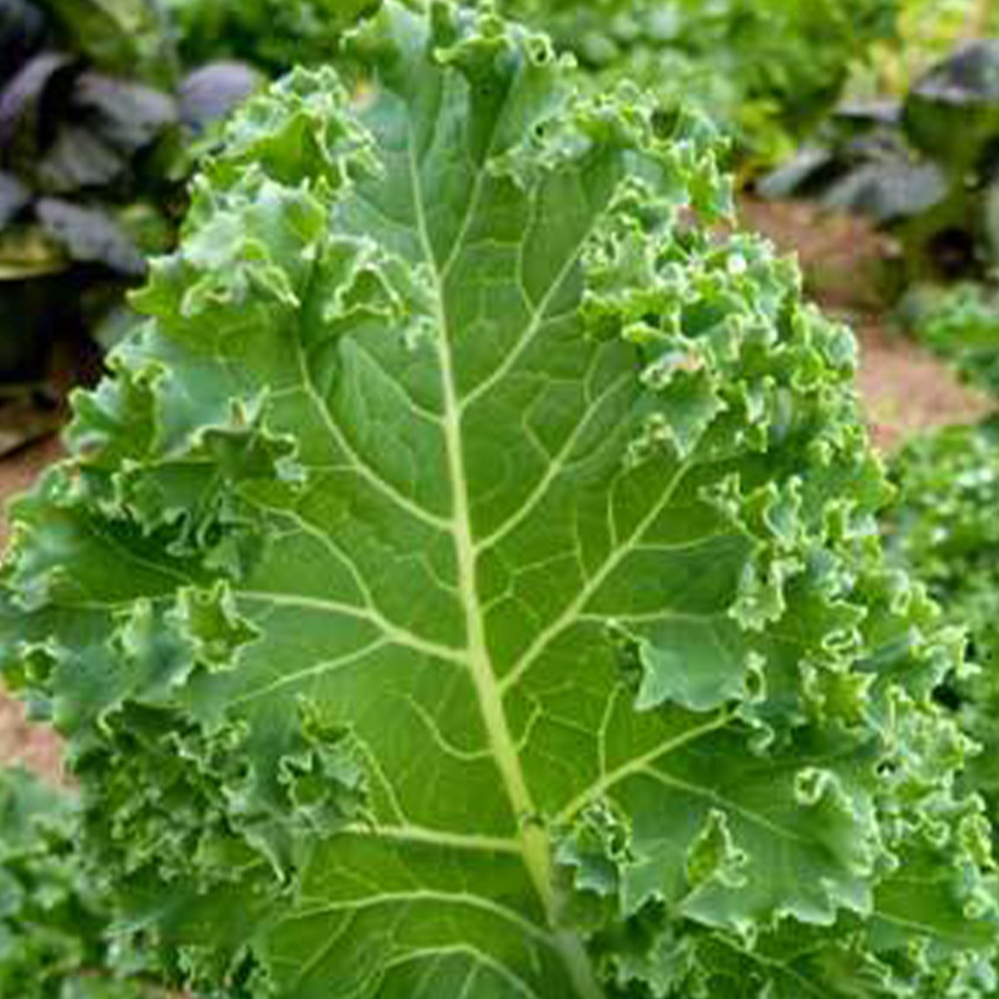 Organic Dwarf Blue Curled Scotch Kale 500 mg 125 Seeds Organic