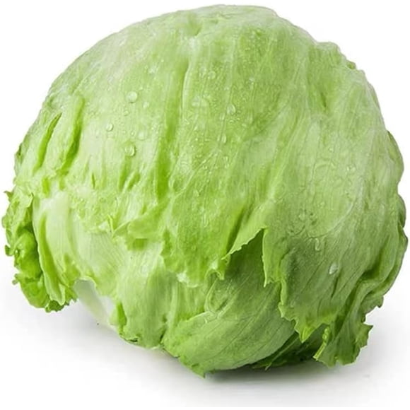 HJADGG Graines de Laitue Croustillante Iceberg – 600 Graines Patrimoniales Non OGM pour, Laitue Croquante Facile à Cultiver, Germination Élevée Conviviale pour le Jardin et l'Hydroponie