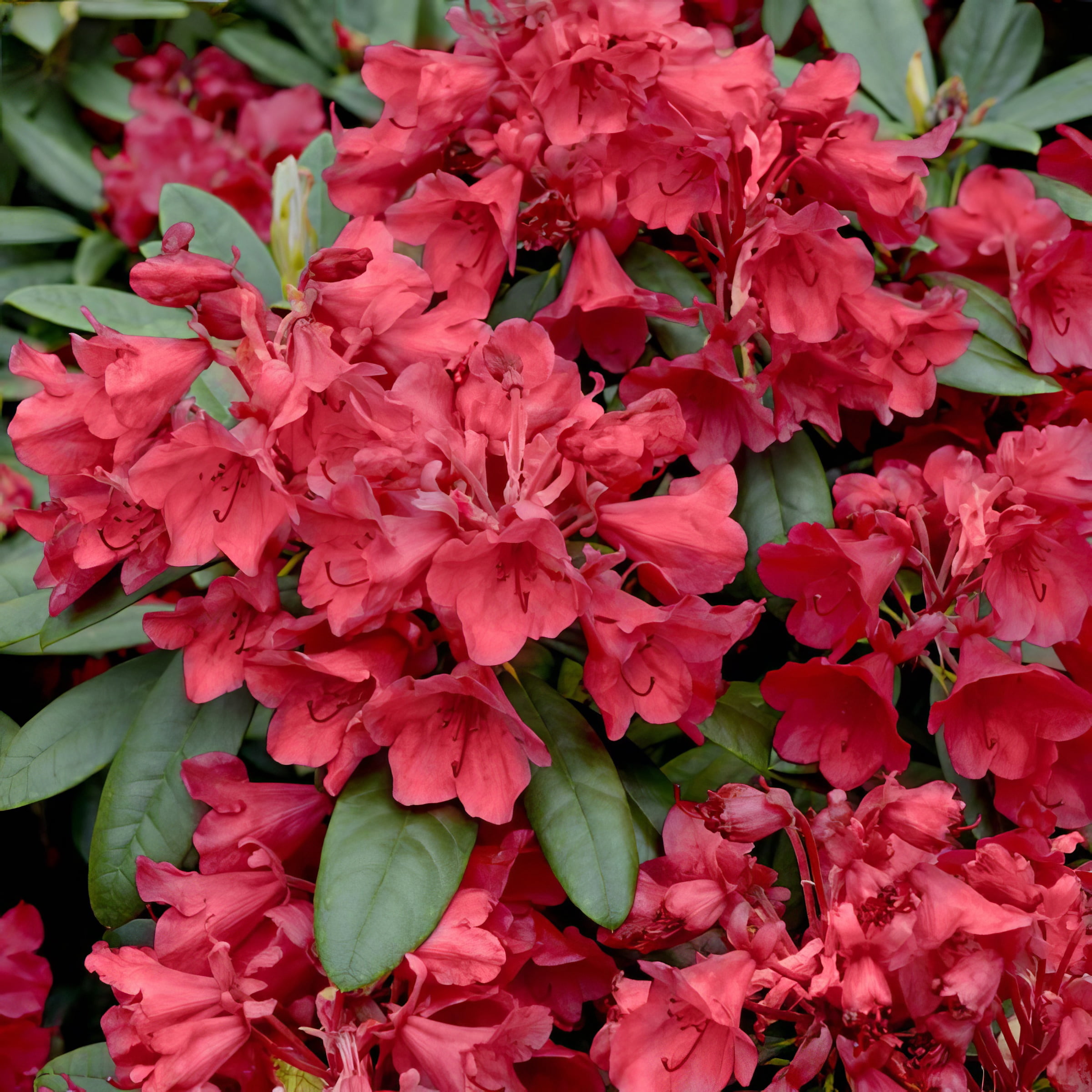 National Plant Network 3 gal. Hershey Red Azalea Shrub with Red Flowers