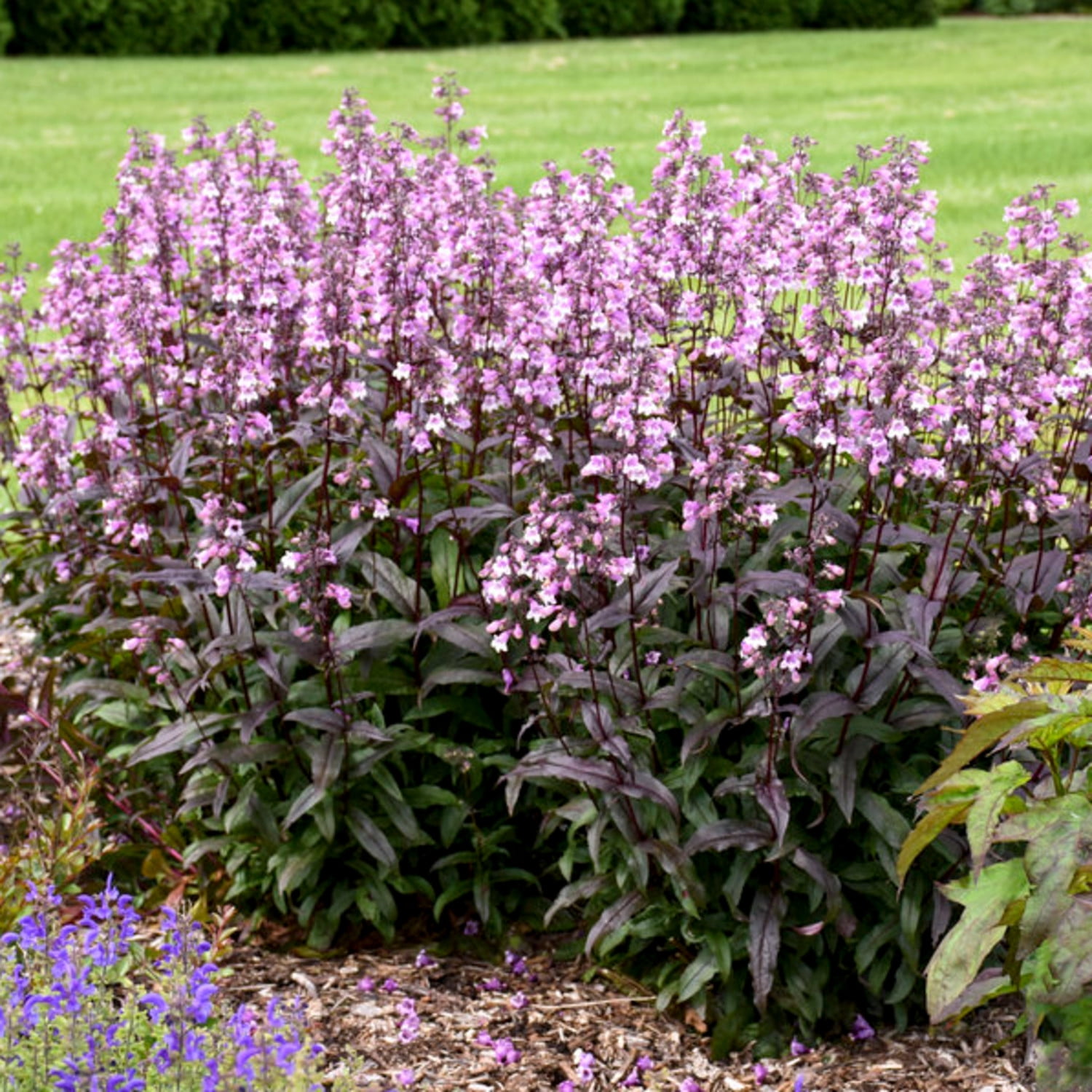 Proven Winners 6" Purple 'Midnight Masquerade' Beardtongue Live Plant in 7.5" Pot