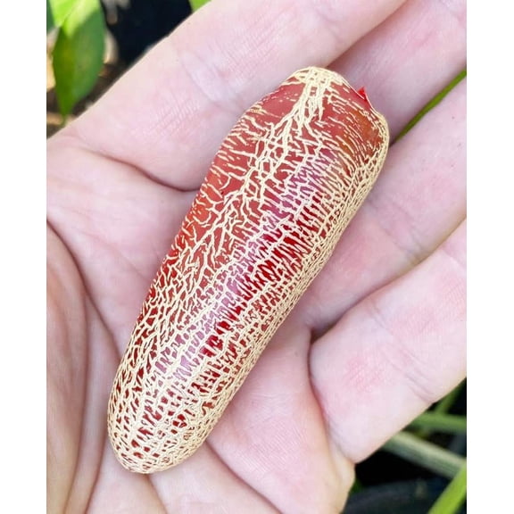 Sherwoods Seeds Farmers Market Jalapeno Potato Pepper Premium Seed Packet