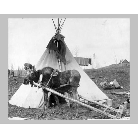 

Print: Moose Harnessed For Work Beside Tepee i.e. Tipi circa 1916