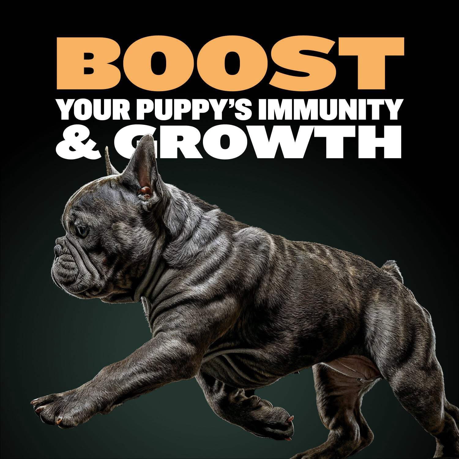 Bully Max 26/12 High Protein Chicken Wet Puppy Food, 2 lb. Bag (makes 5.5 lbs.)